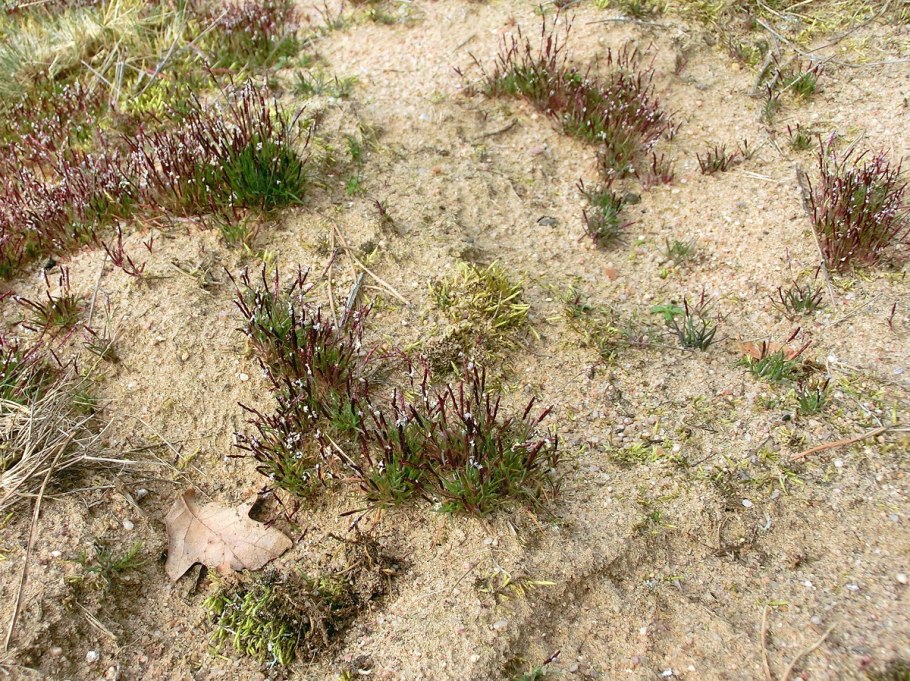 Травянистые растения степного Крыма