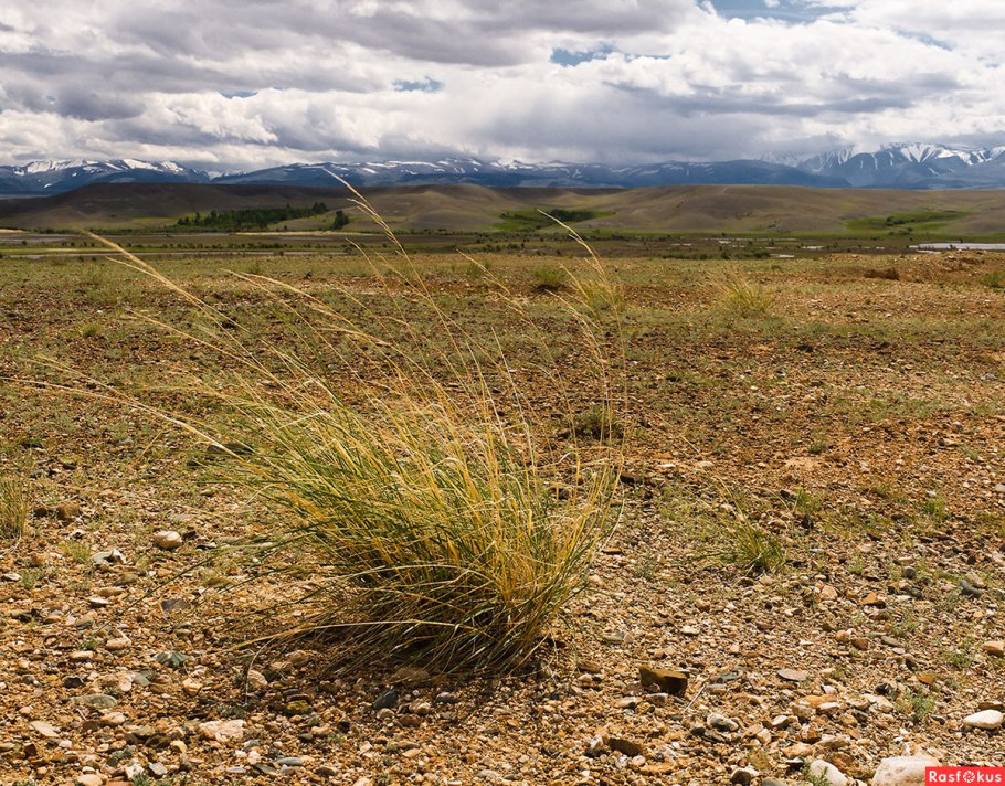 Пит Удольф злаковые сады