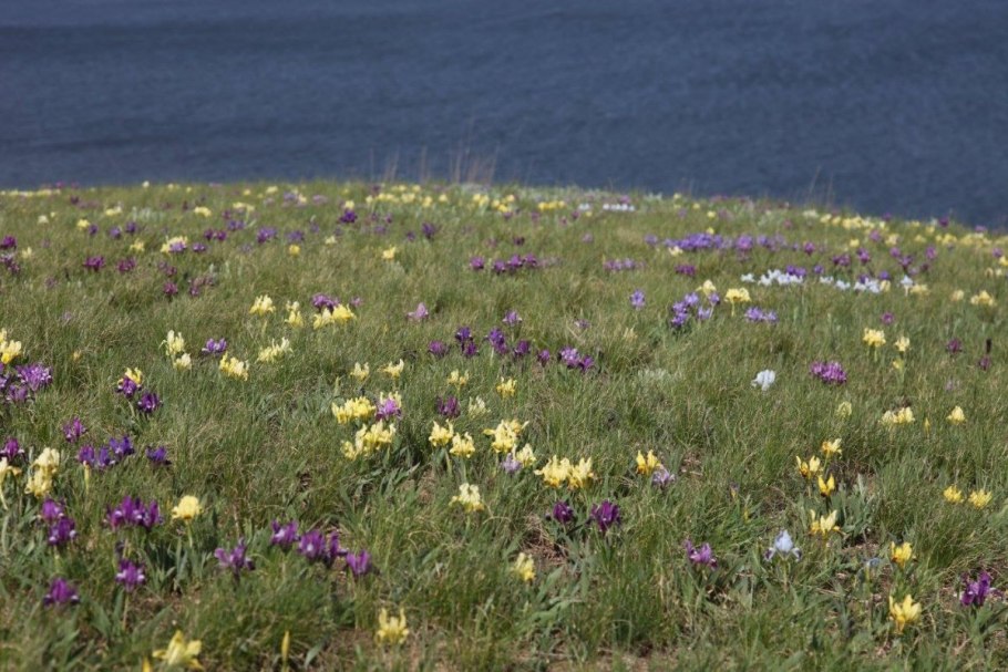 Ирис карликовый Степной