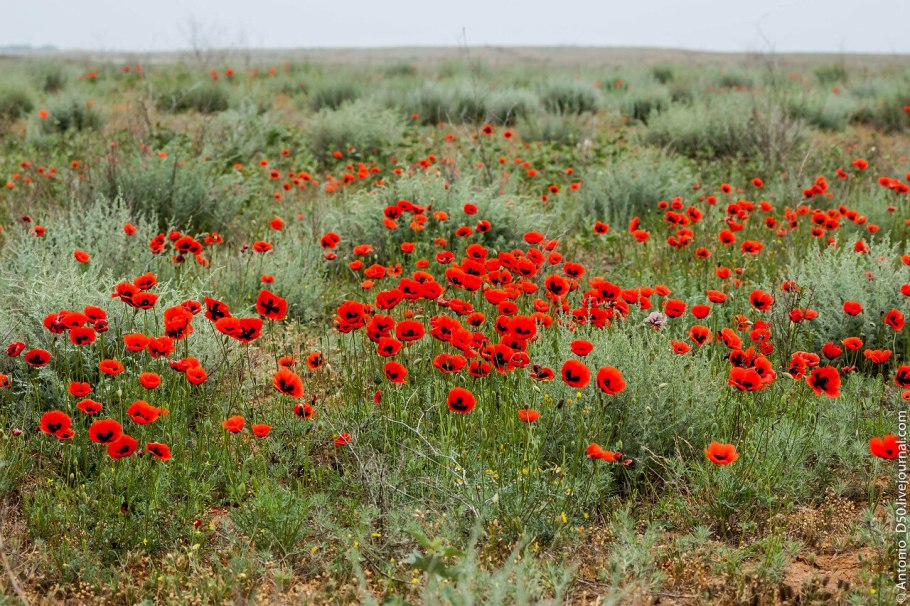 Карагана мелколистная