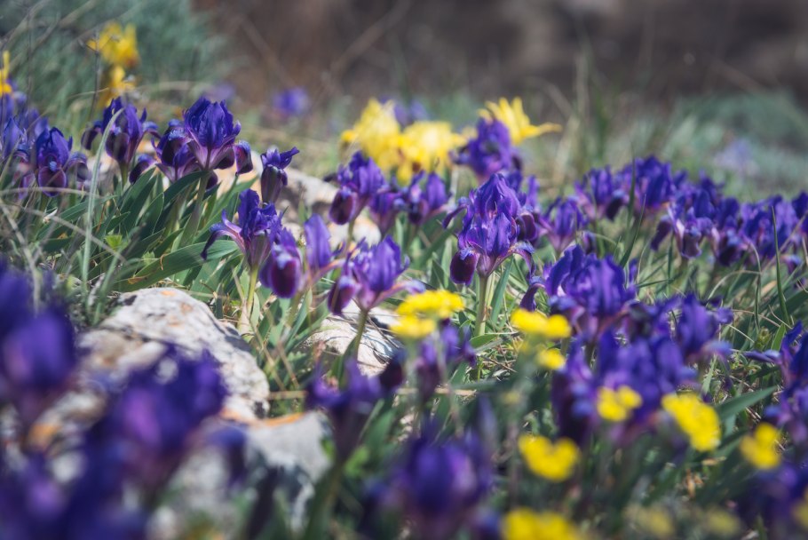 Ирис Касатик карликовый