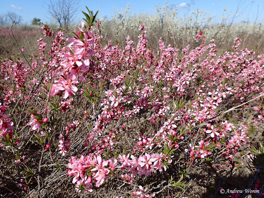 Миндаль степной