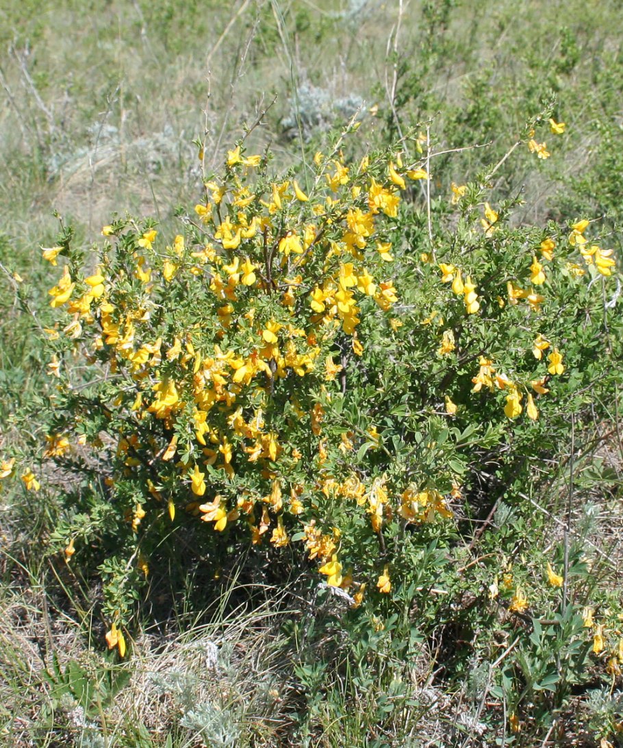 Дикие ирисы в степи