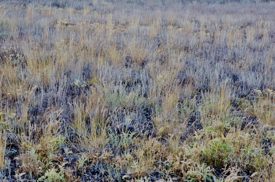 Сазовые степи России