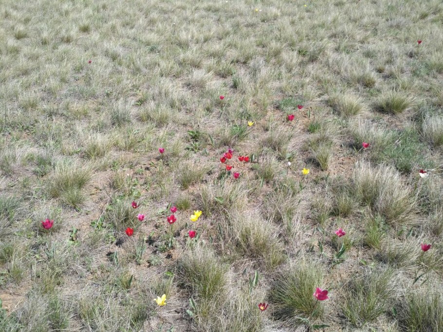 Оренбургский заповедник Ирис