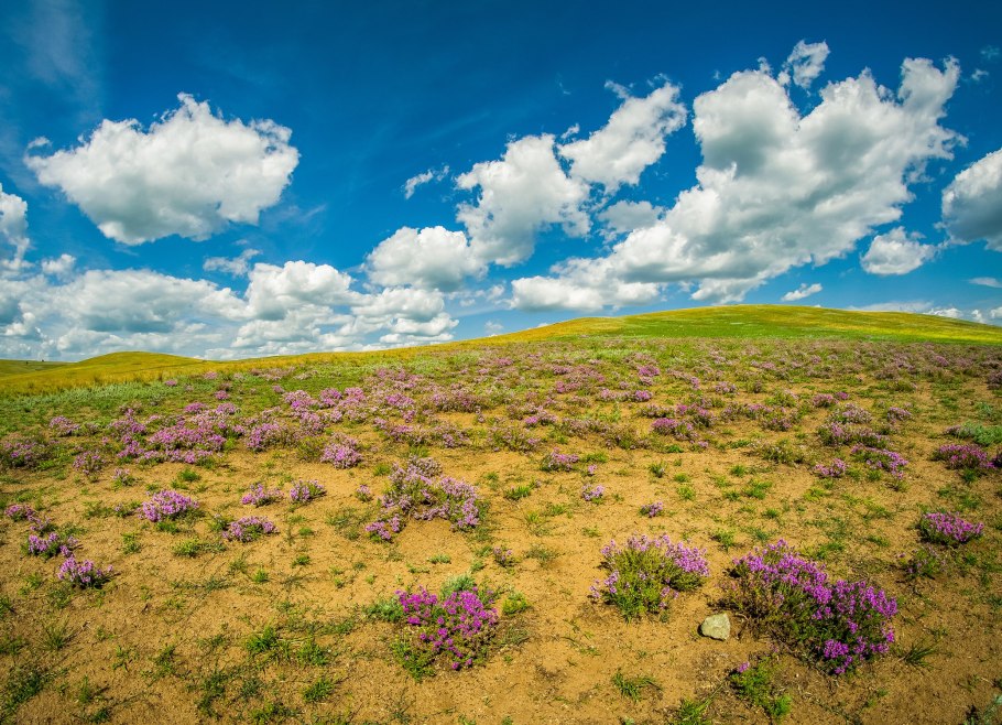 Кустарниковая степь Бештау