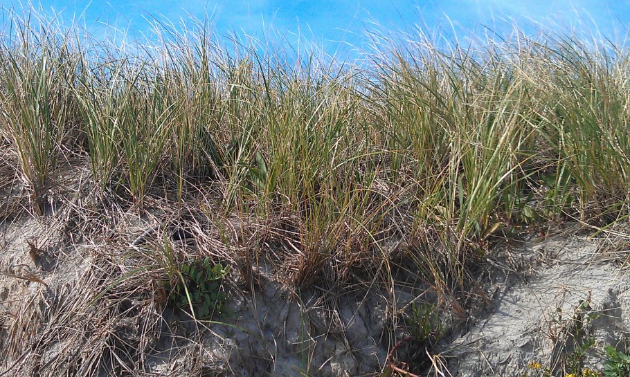 Центрально-Черноземный заповедник Курск