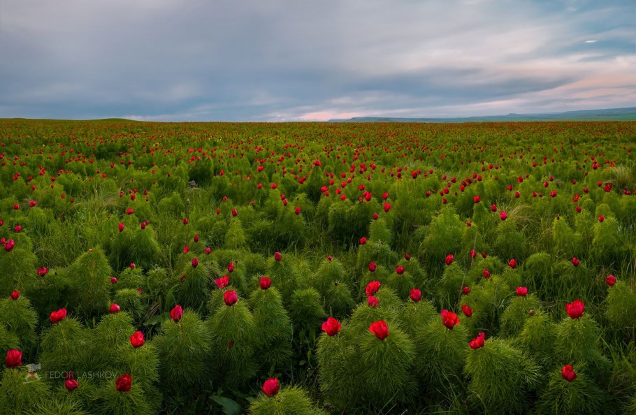 Петушки цветы степи