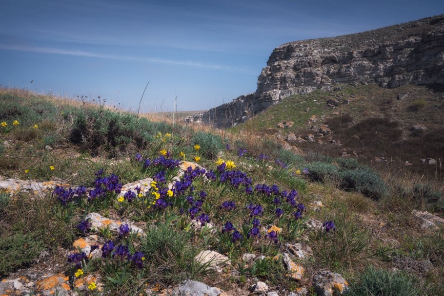 Астребла трава Митчелла