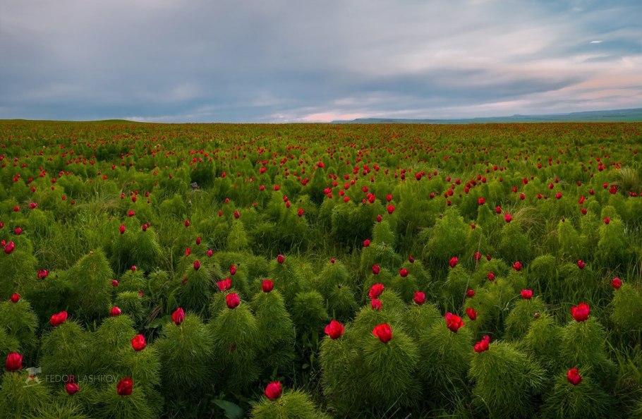 Керченская степь растения