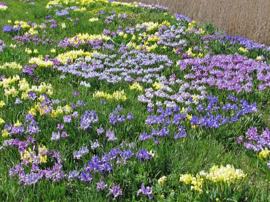 Цветение диких ирисов в Крыму