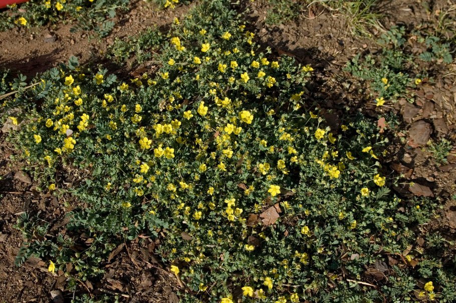 Спинифекс растение Австралии