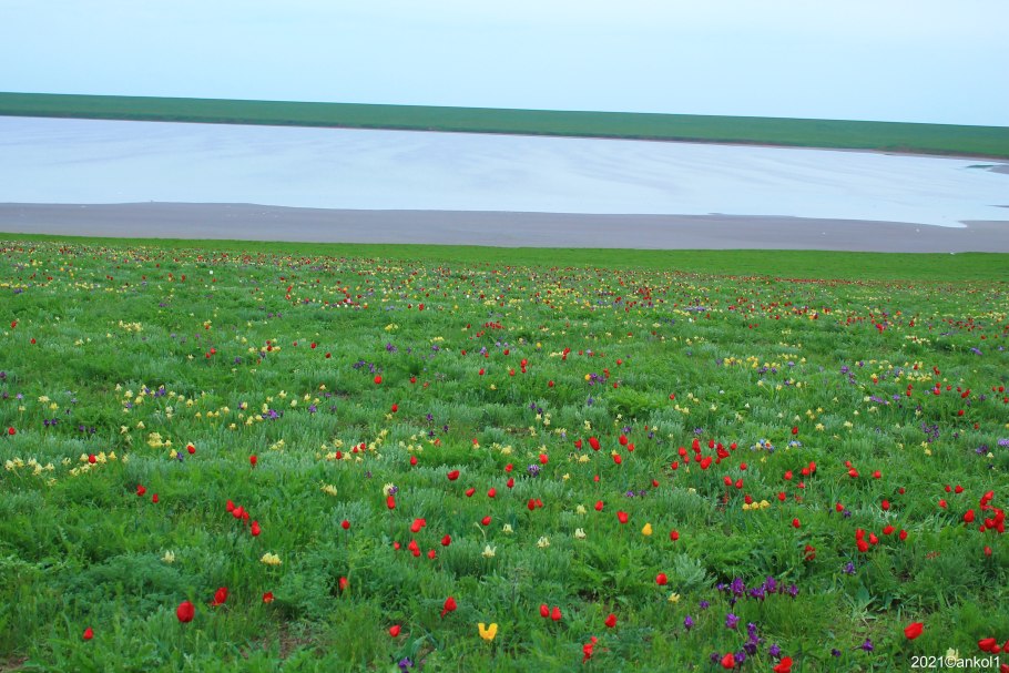 Степной Вереск