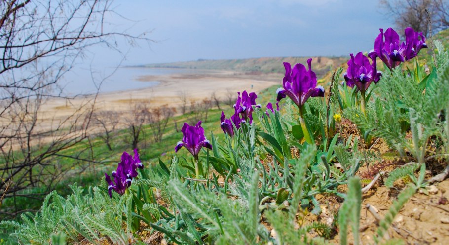 Касатик карликовый, степные Петушки Iris pumila l.