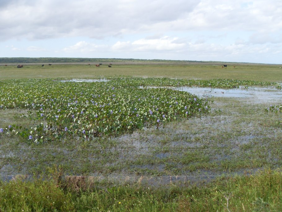 Травы донецких степей