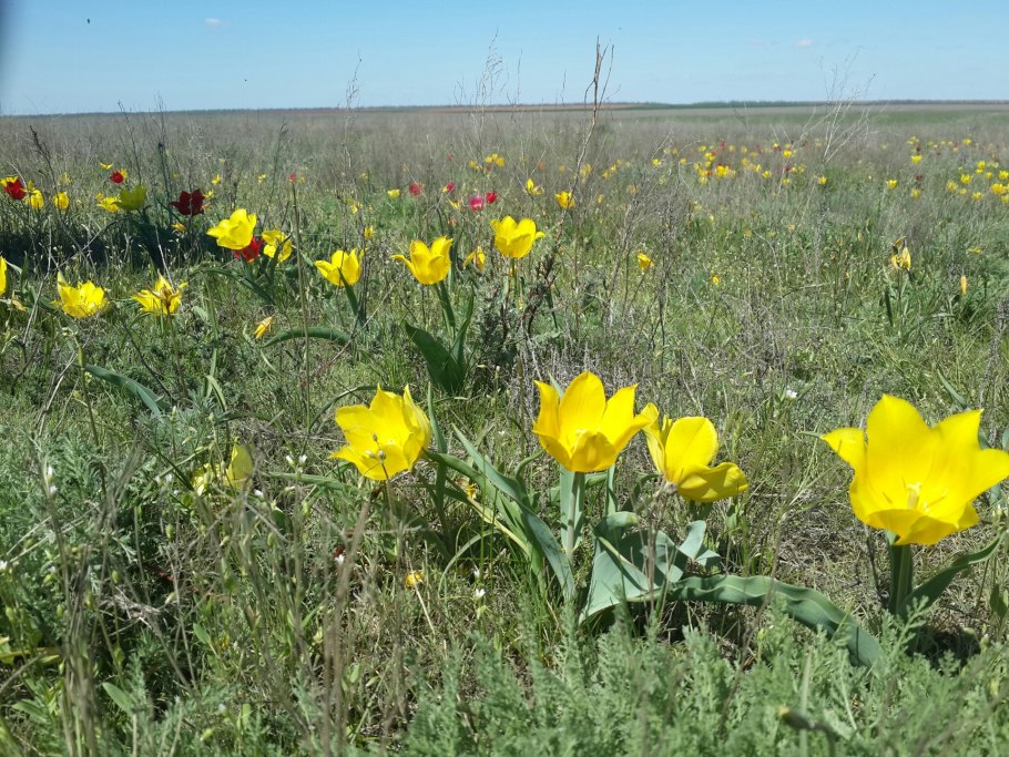 Iris ensata дикорастущий