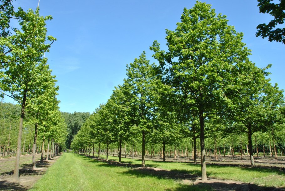 Carpinus betulus (граб обыкновенный) 'Fastigiata'