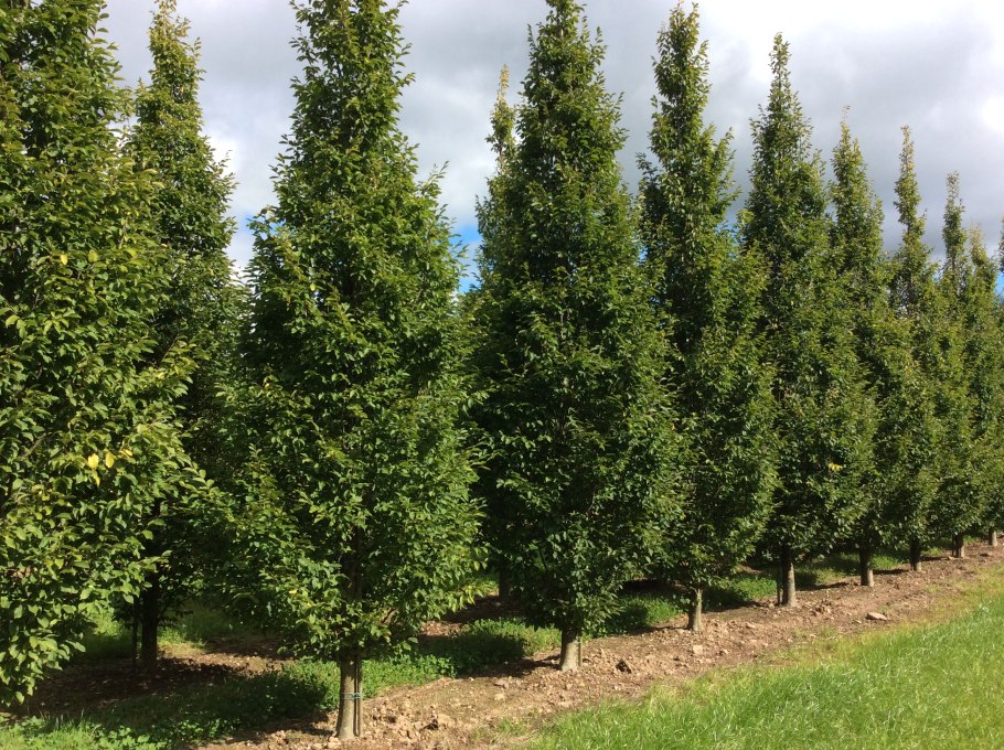 Carpinus betulus 'Fastigiata'