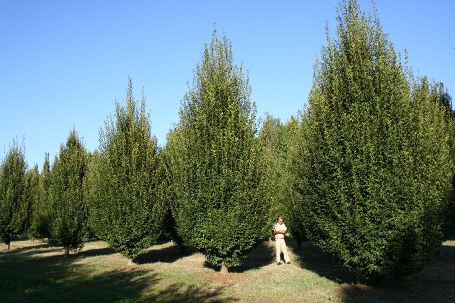 Дуб черешчатый Фастигиата Quercus Robur Fastigiata