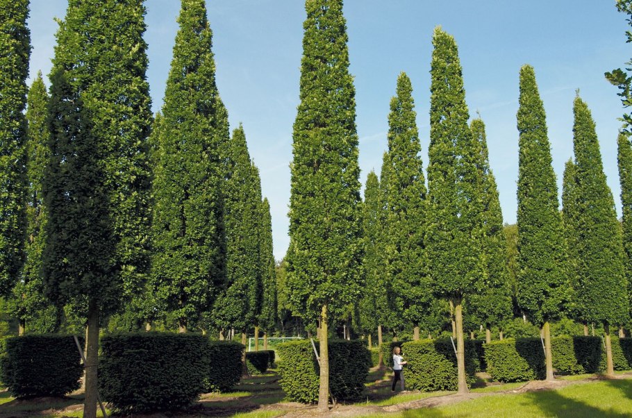 Carpinus betulus (граб обыкновенный) 'Fastigiata'