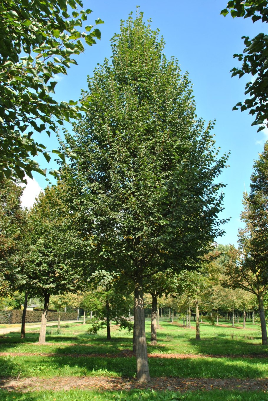 Quercus Robur Fastigiata