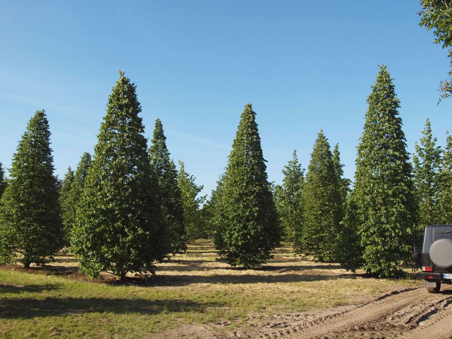 Дуб черешчатый Quercus Robur 'Fastigiata'