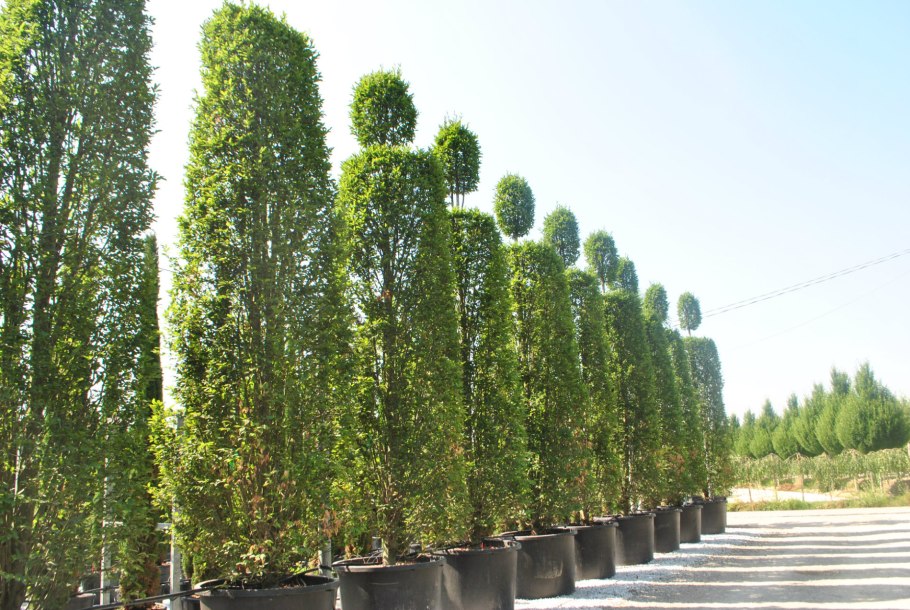 Граб обыкновенный "Фастигиата" (Carpinus betulus Fastigiata)