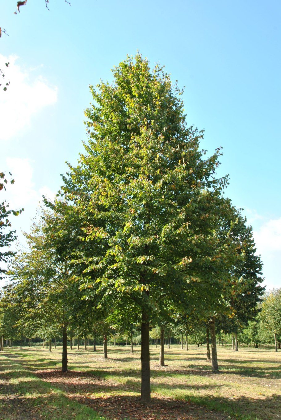Липа мелколистная Greenspire