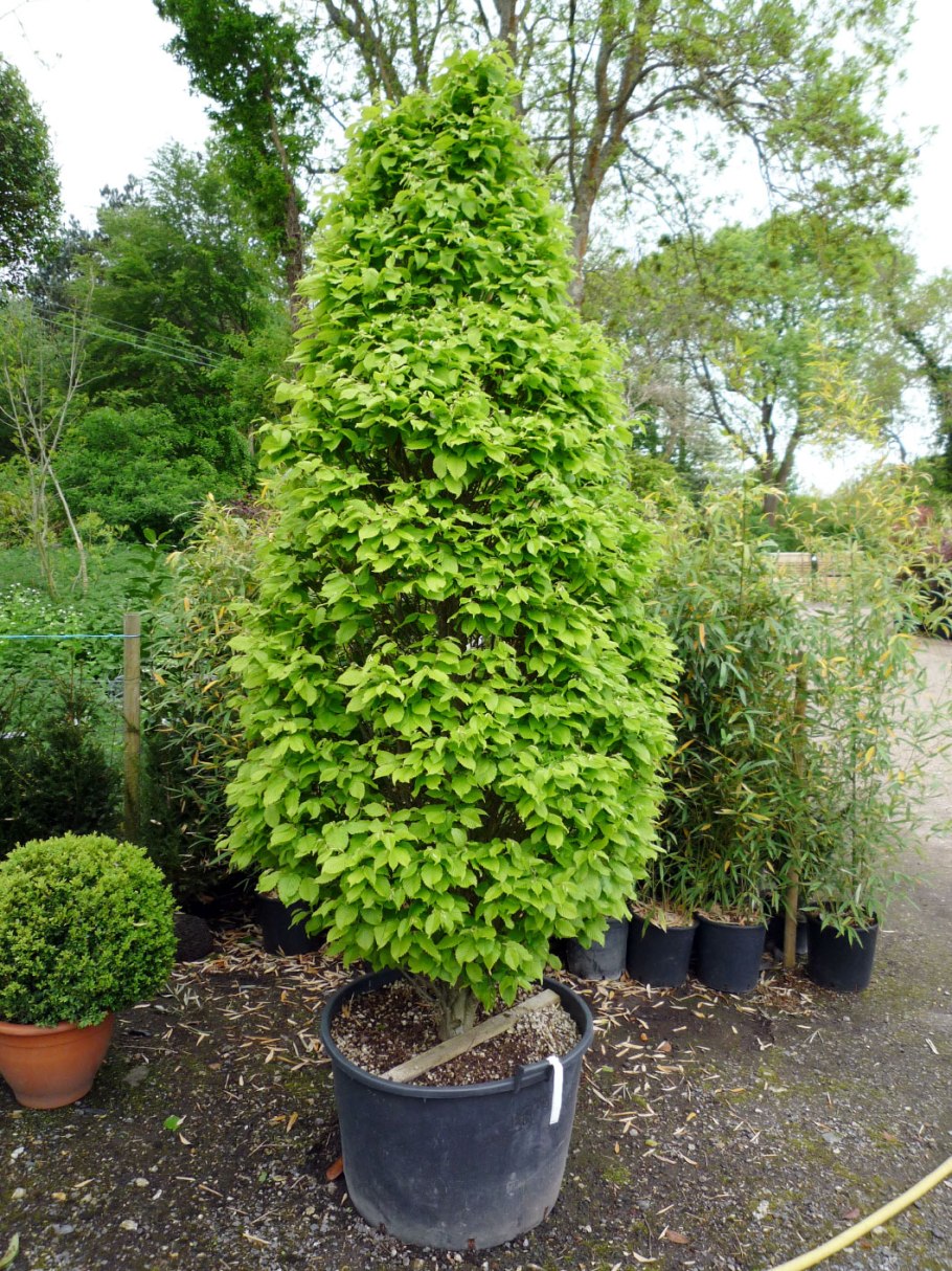 Граб обыкновенный Carpinus betulus