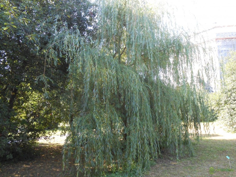 Ива Salix Alba