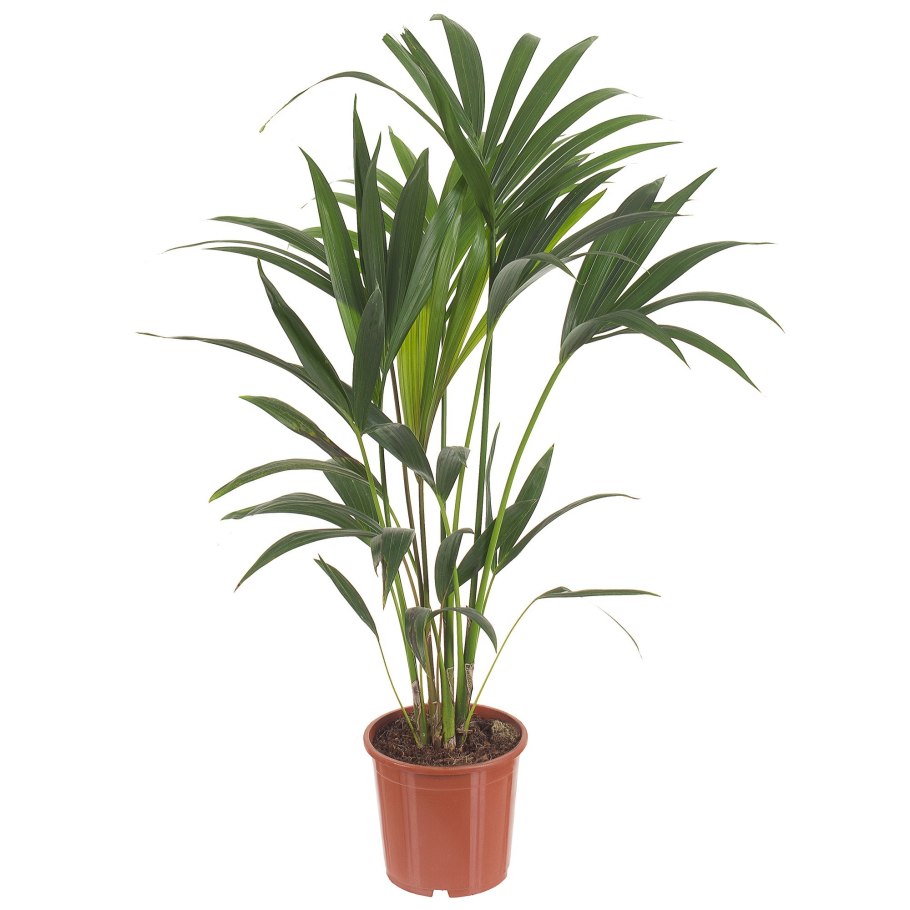 Dypsis lutescens