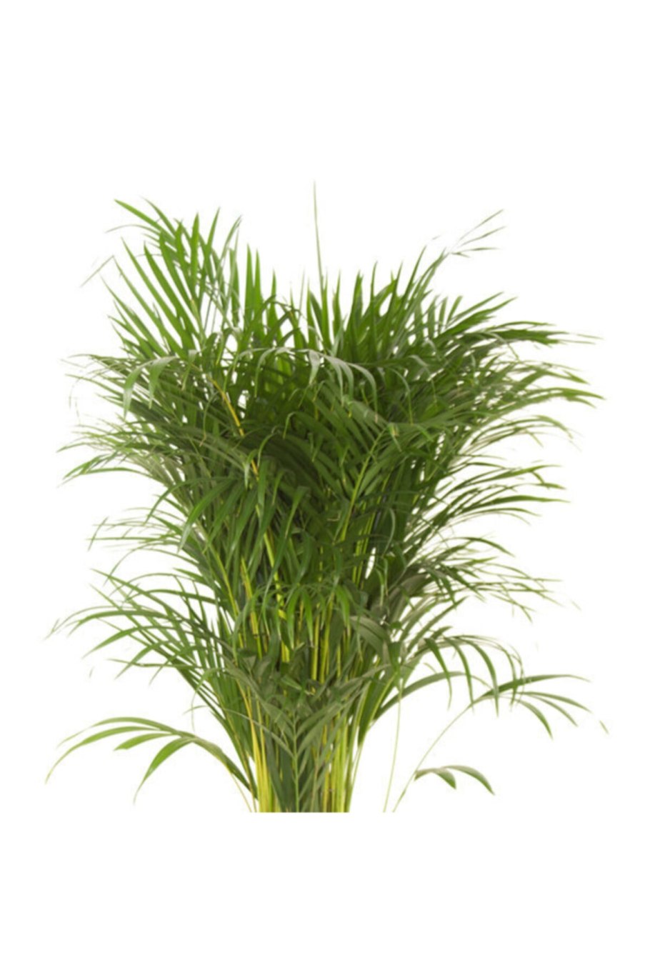 Dypsis lutescens Дипсис