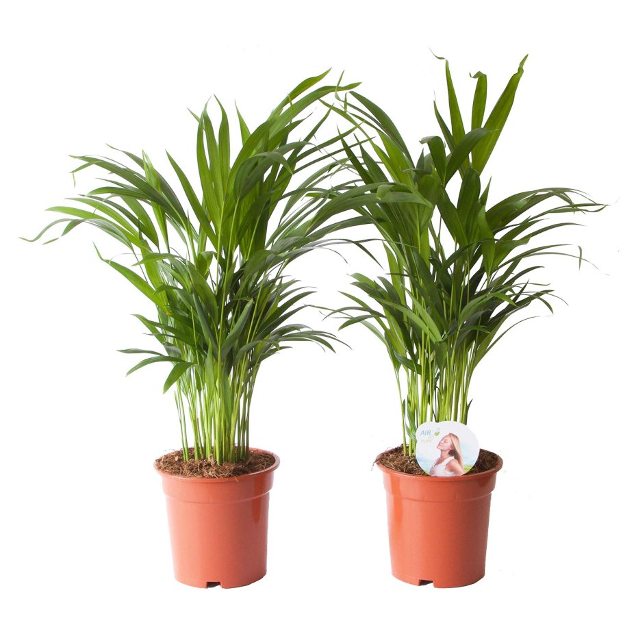 Арека Хризалидокарпус (Chrysalidocarpus)