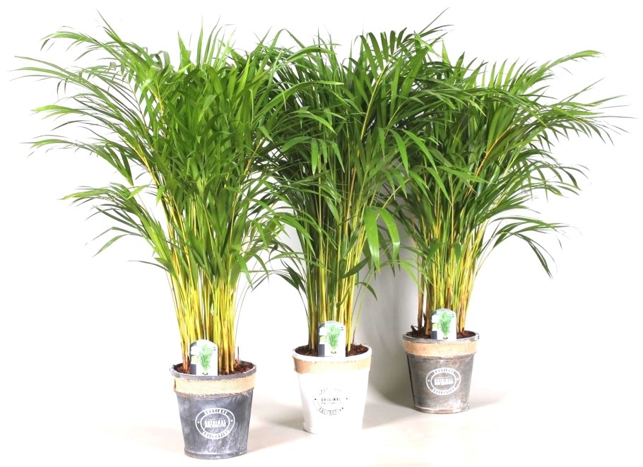 Пальма Арека - Areca d35 h200