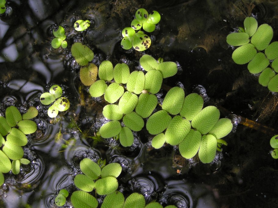 Папоротник Salvinia minima