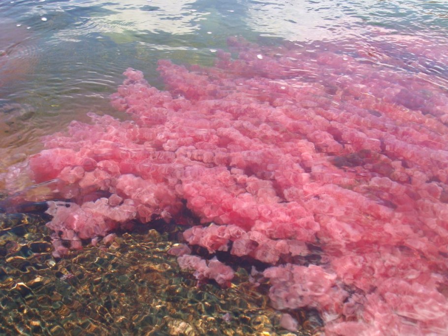 Saktagan alga вид внутри