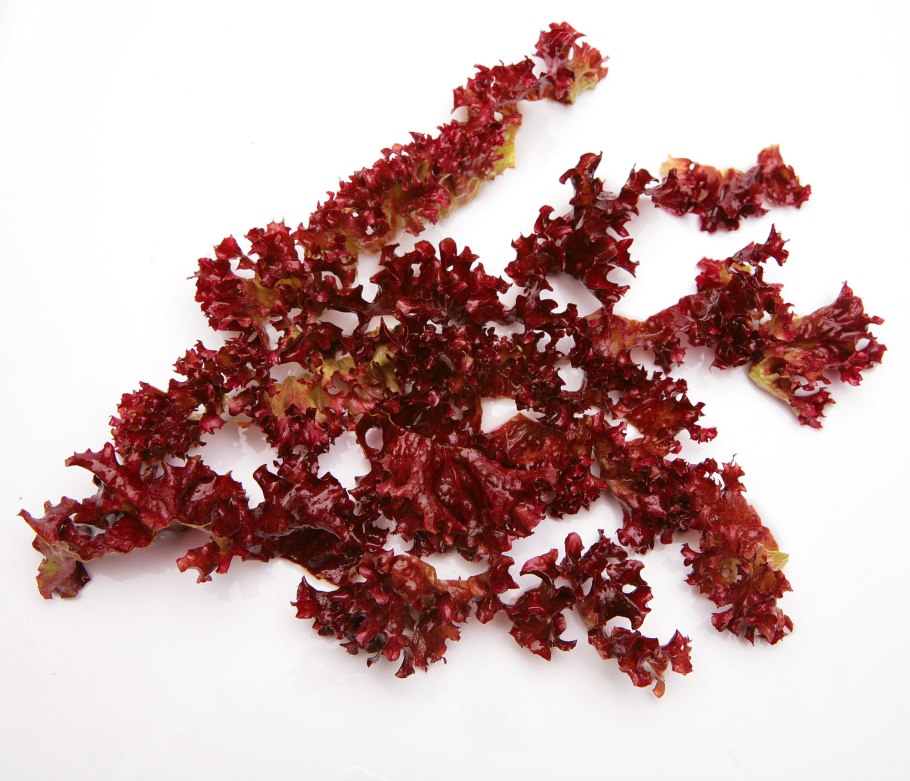 Красная водоросль Кораллина (corallina officinalis)