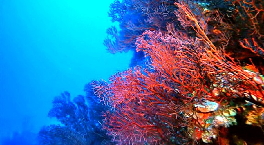 Asparagopsis taxiformis водоросли