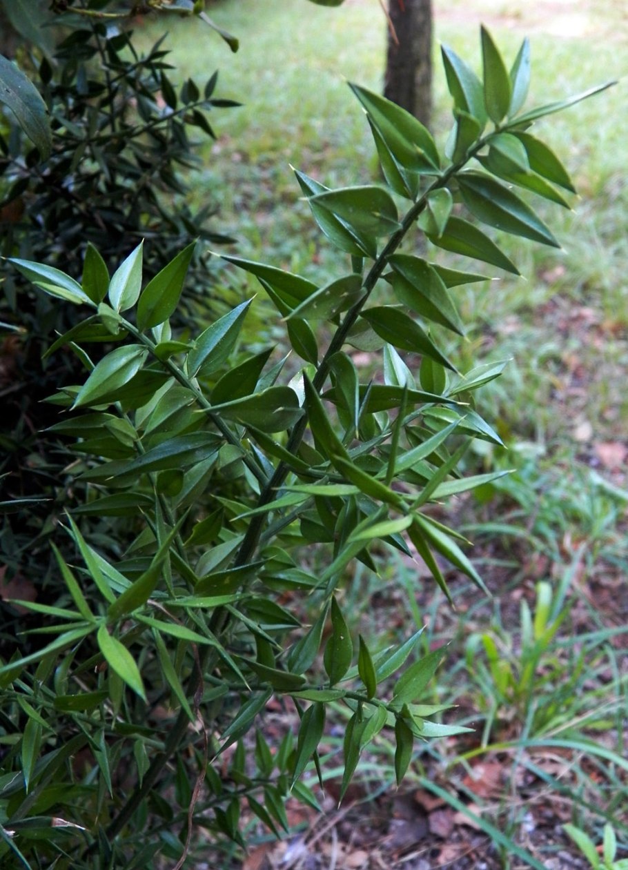 Ruscus Bleached