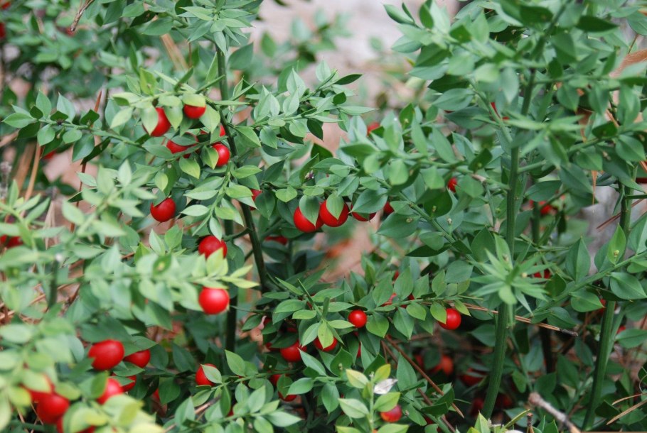 Рускус hypophyllum