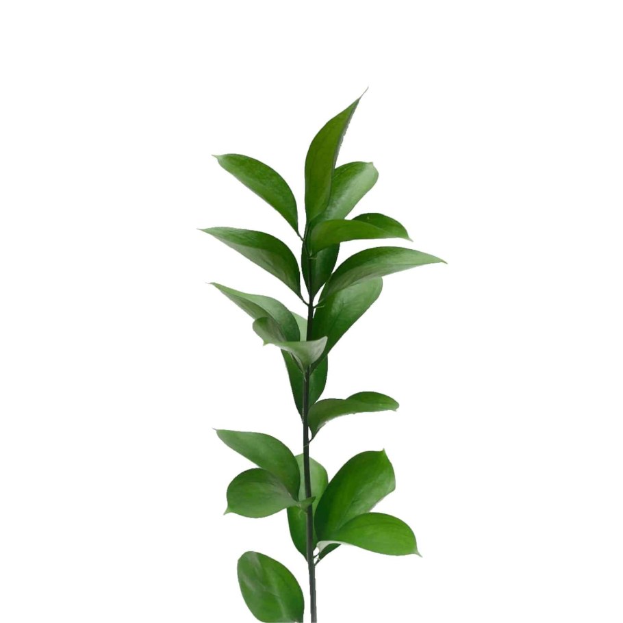 Рускус Italy long