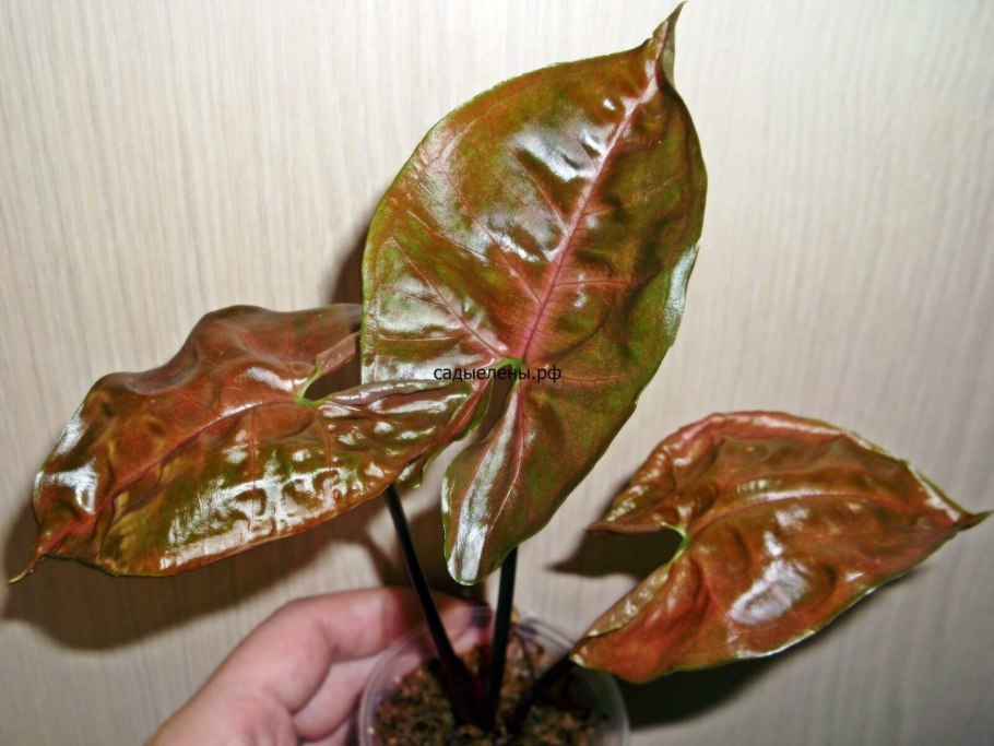 Аарон Браун сингониум