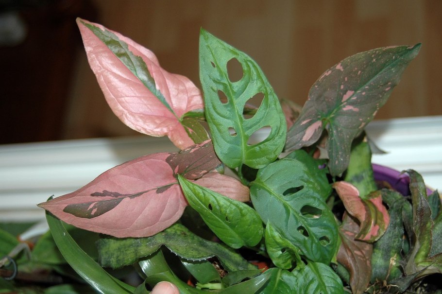 Сингониум шоколадный Aron Brown