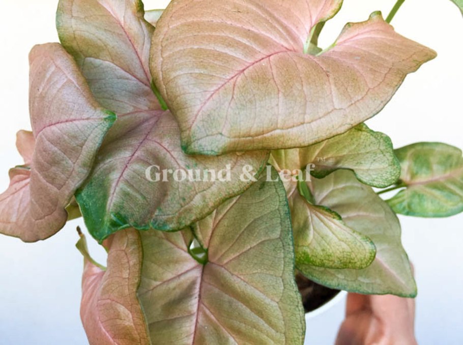 Сингониум фото комнатный цветок