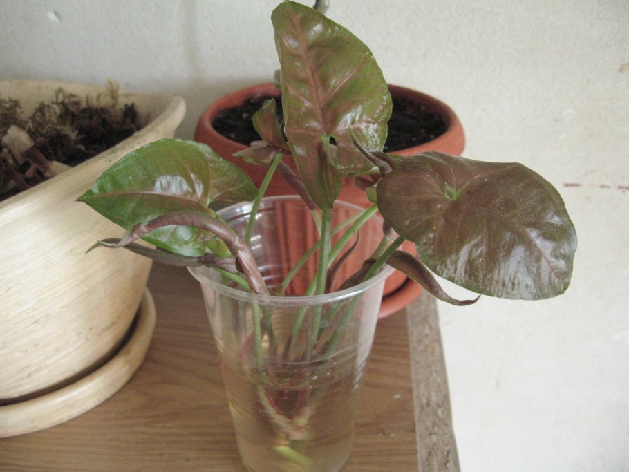 Сингониум с красными листьями