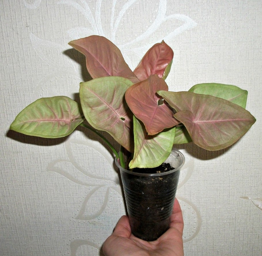 Сингониум Арроу Браун