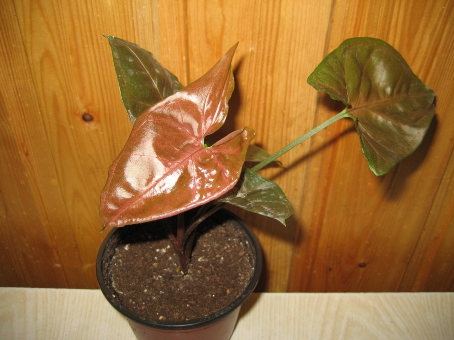 Сингониум Арон Браун