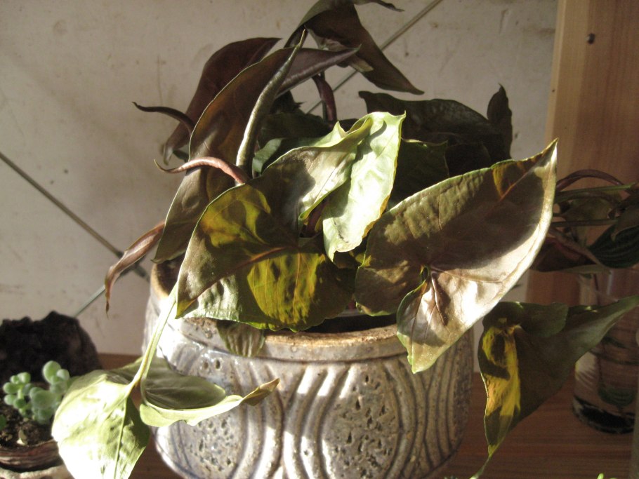 Сингониум Броканте