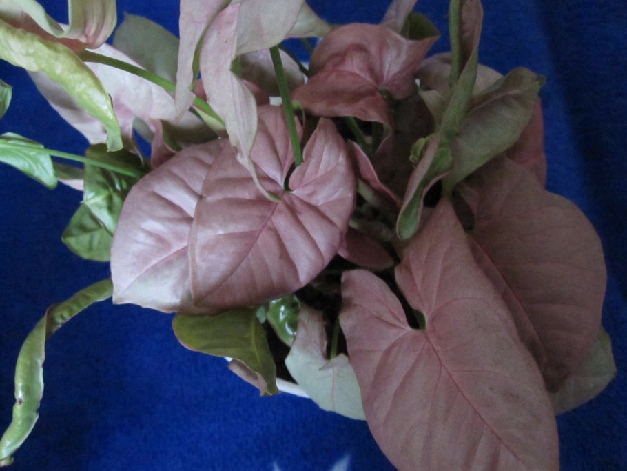 Сингониум карамель