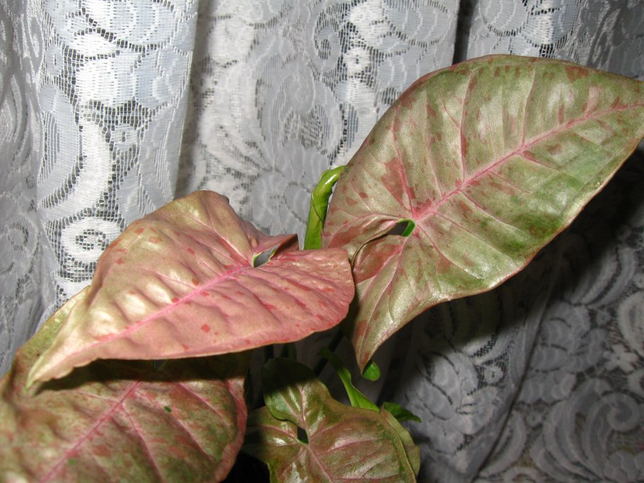 Сингониум неон Пинк